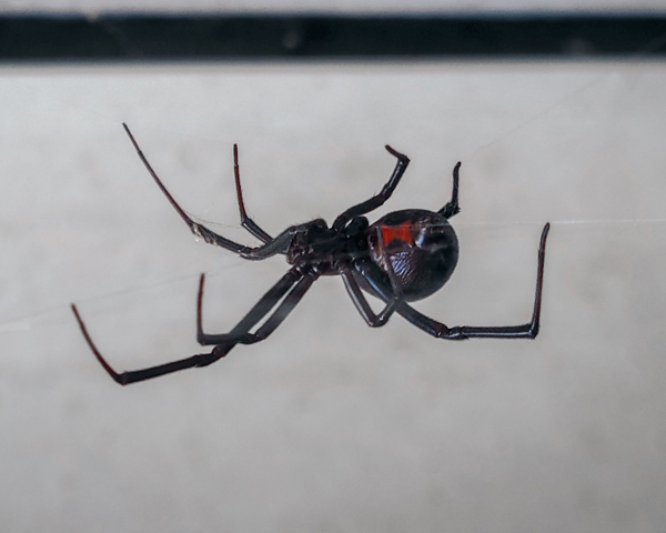 Black widows are usually found in dark, sheltered areas.