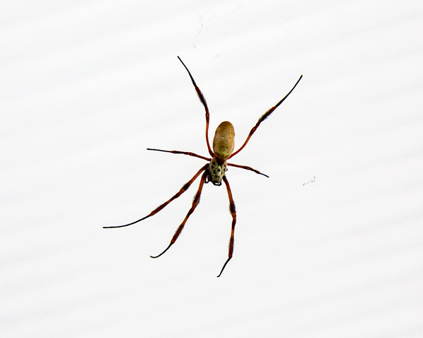 Brown recluses prefer quiet, undisturbed places.