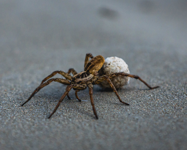 A wolf spider carrying an egg sac.