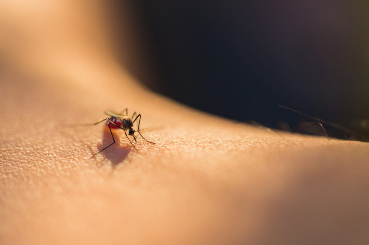 Float Like a Butterfly, Sting Like a…Mosquito?