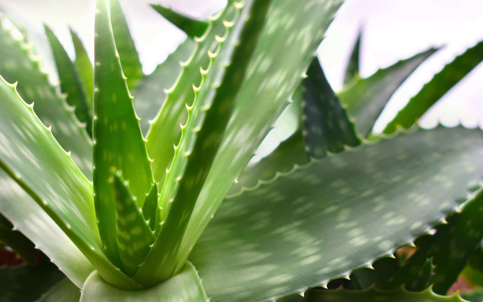 DIY Sunburn Relief in 7 Easy Steps!
