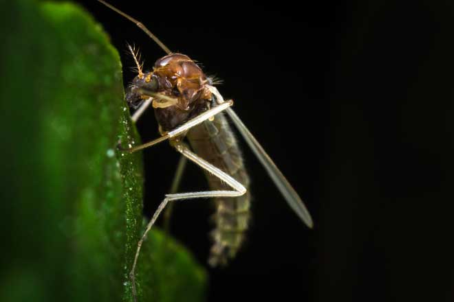 You Catch More Flies with Sugar than Vinegar! Check Out This Hack!
