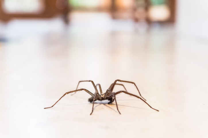 Spiders Hate Citrus!