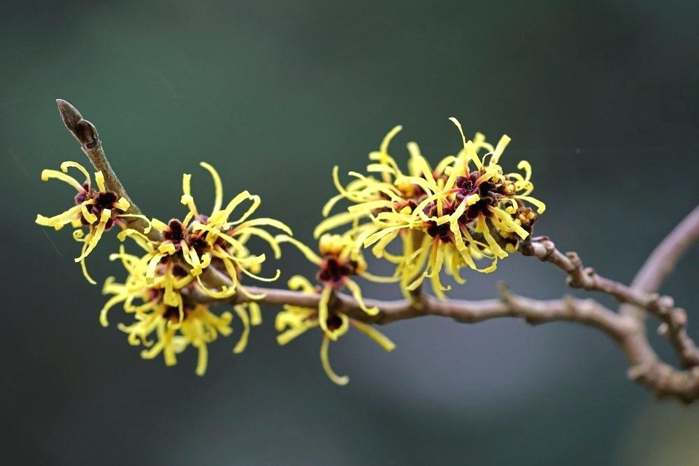 Witch Hazel to Take the Sting Out