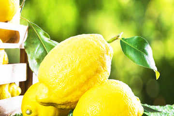 When Life Gives You Lemons... Make Lip Gloss!