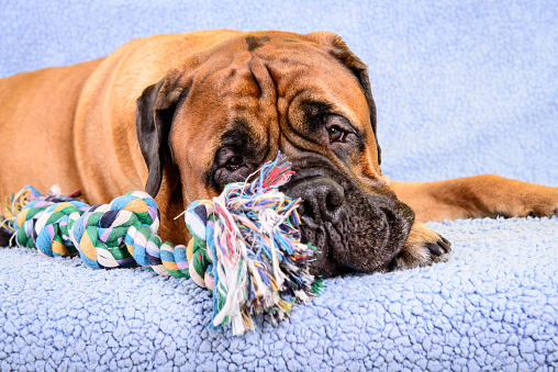 Dog Toy Germs