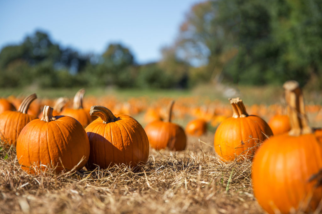 Fun Family Haunts this Fall - Marshall, TX