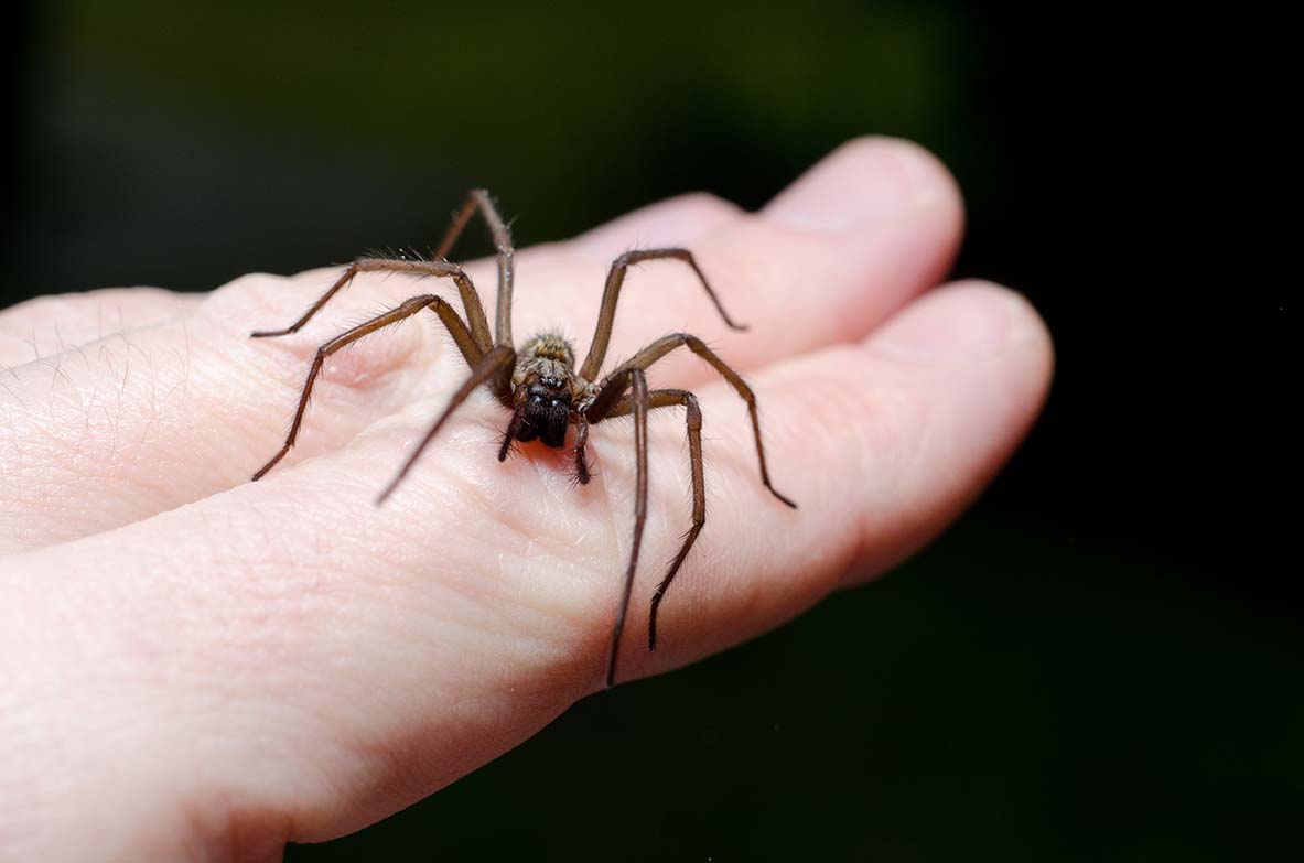 Mordeduras de araña