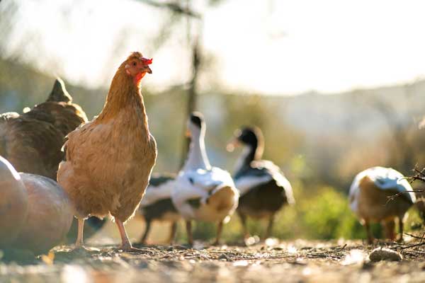 Gripe aviar (H5N1): lo que necesitas saber