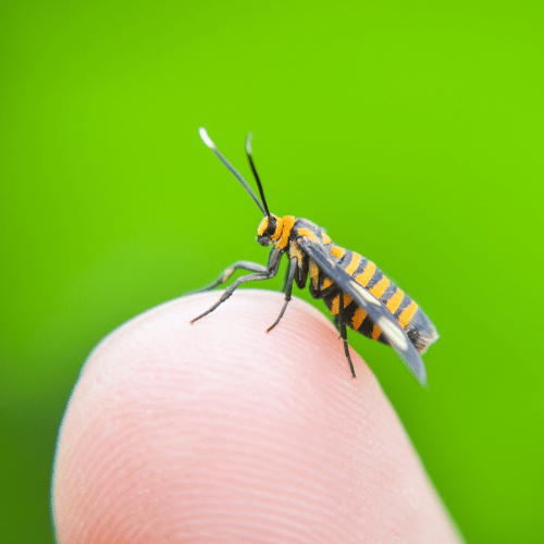 Should I Go to Urgent Care for a Wasp Sting?