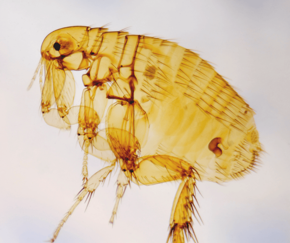 The Plague: What You Should Know (and Why There’s No Need to Panic)