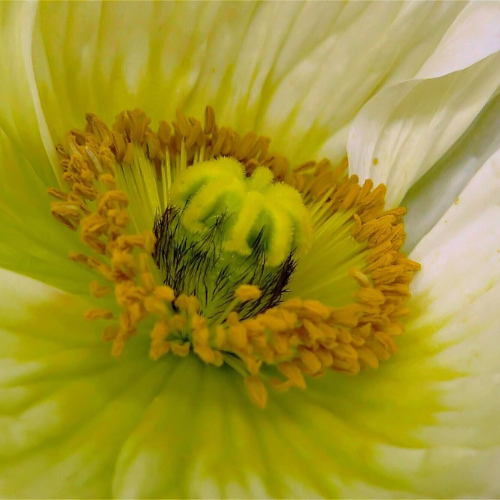 Seasonal Allergies: Symptoms, Triggers & Relief | HealthCARE Express