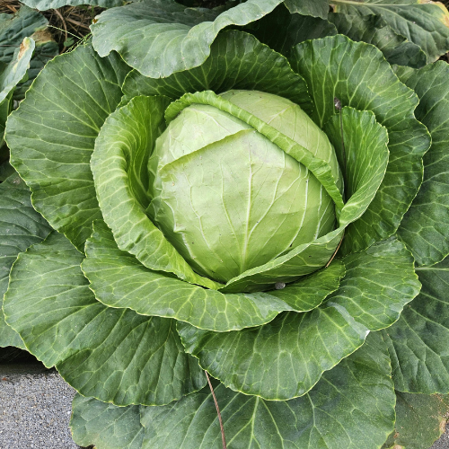 Healthy Cabbage Recipes to Try When You’re Sick | HealthCARE Express