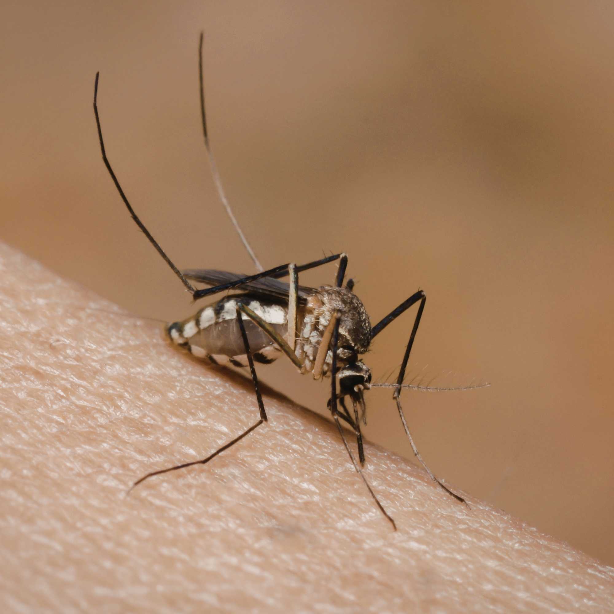 Bug Bites 101: When to Treat at Home and When to Visit Urgent Care