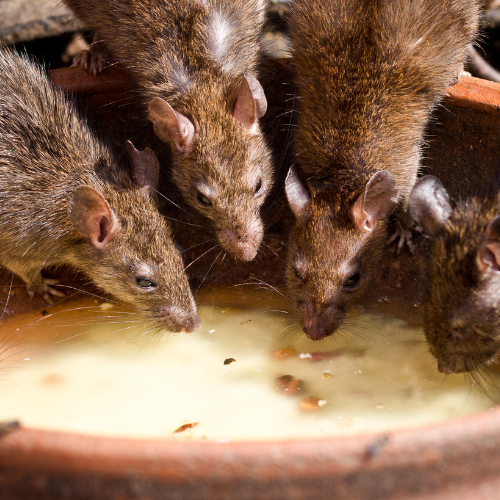 What’s Going Around? Understanding Hantavirus Symptoms & Spread